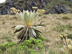 Oxypogon guerinii