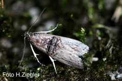 Nephopterix angustella