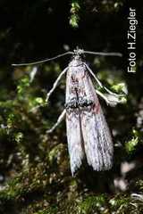 Nephopterix angustella