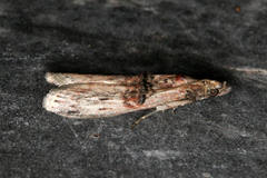Nephopterix angustella