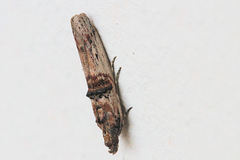Nephopterix angustella