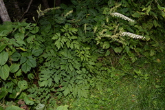 Actaea podocarpa