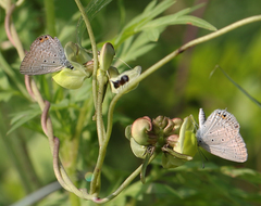 Euchrysops cnejus cnejus
