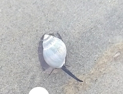 Buccinastrum deforme