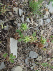 Trifolium retusum