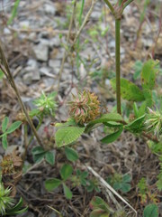 Trifolium retusum