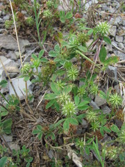 Trifolium retusum
