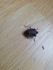 Halyomorpha halys