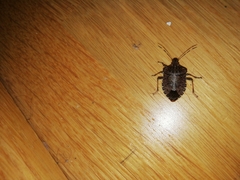 Halyomorpha halys