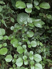 Rubus wallichianus