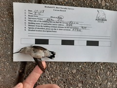 Archilochus colubris