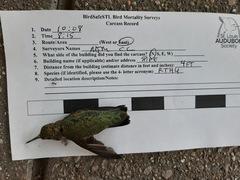 Archilochus colubris