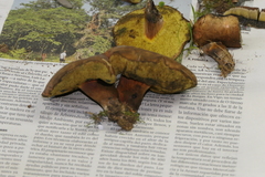 Xerocomellus armeniacus