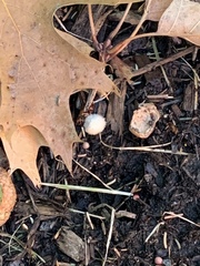 Sclerotinia sclerotiorum