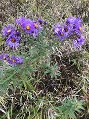 Symphyotrichum novae-angliae