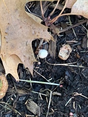 Sclerotinia sclerotiorum