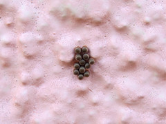 Chinavia erythrocnemis