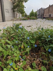 Ipomoea hederacea integriuscula