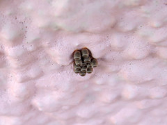 Chinavia erythrocnemis