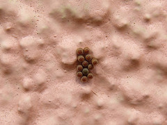 Chinavia erythrocnemis