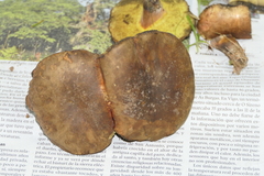 Xerocomellus armeniacus