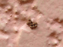 Chinavia erythrocnemis