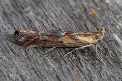 Ancylosis cinnamomella