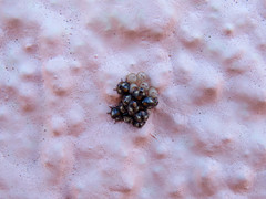 Chinavia erythrocnemis