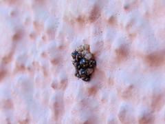 Chinavia erythrocnemis