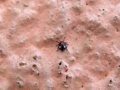 Chinavia erythrocnemis