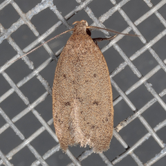 Inga obscuromaculella