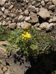Senecio squalidus rupestris