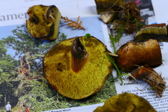 Xerocomellus armeniacus