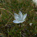 Blue Feltwort - Photo (c) Claudio Flamigni, some rights reserved (CC BY-NC)