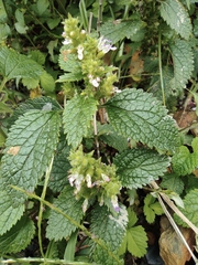 Teucrium viscidum