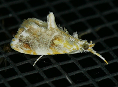 Glaphyria basiflavalis