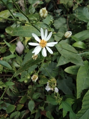 Aster ageratoides