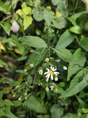 Aster ageratoides