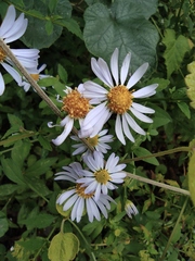 Aster indicus