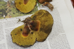 Xerocomellus armeniacus