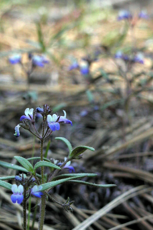 Collinsia torreyi