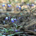 Torrey's Blue-eyed Mary - Photo (c) Wayfinder_73, some rights reserved (CC BY-NC-ND)