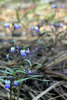 Torrey's Blue-eyed Mary - Photo (c) Wayfinder_73, some rights reserved (CC BY-NC-ND)