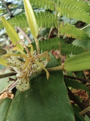 Tricyrtis macropoda