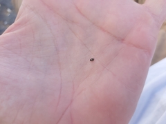 Hyperaspis vinciguerrae