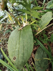 Tricyrtis macropoda