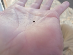 Hyperaspis vinciguerrae