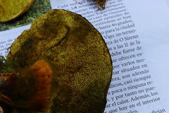 Xerocomellus armeniacus