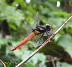 Lyriothemis