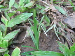 Agriocnemis lacteola